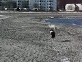 Frida shows Wilma what to do with crows