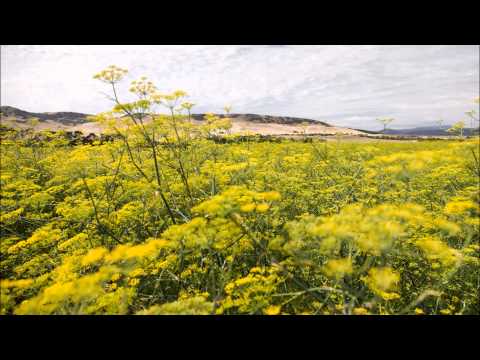 how to turn essential oils into perfume