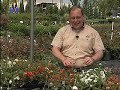 Purslane and portulaca are related but very different Purslane and portulaca are related but very different