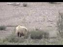 Denali Bears