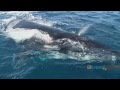 2012 Whale Watching travel video guide Hervey Bay Queensland Australia