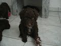 Perro de agua español Welpen Perro de agua español Welpen