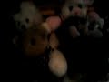 Video0064.mp4