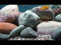 Mbuna Cichlids