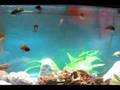 Mbuna Cichlids