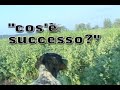 SETTER INGLESE prime uscite cuccioli