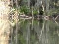 Muskrats, Otters, Eagles