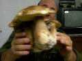 videos de Porcini Terni 10-2006 boletus edulis