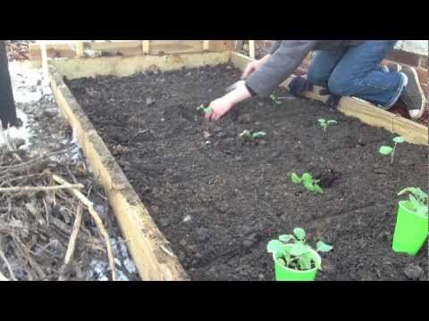 how to transplant swiss chard seedlings