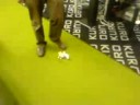 karnevalseichhörnchen plätten hacky sack