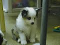 Pat Hastings Puppy Puzzle DVD