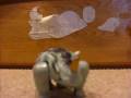 videos de Rhinox Transformation