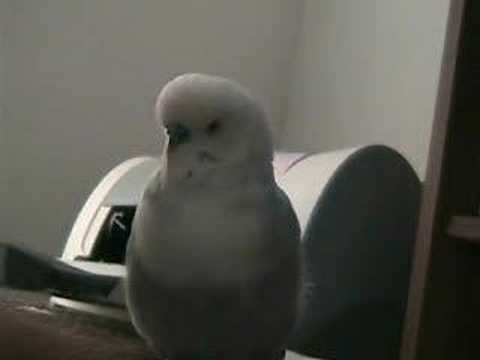 Talking parakeet