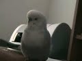 Our pet parakeet loves to talk!
