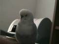 Talking parakeet