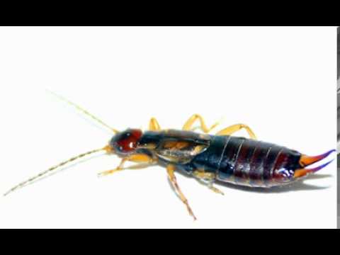 how to get rid of european earwigs