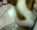 My Dog