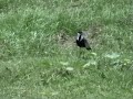 (spur-winged lapwing) Vanellus spinosus (spur-winged lapwing) Vanellus spinosus