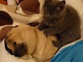Toby the Pug gets a massage Part Two