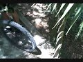 EEE, Alafia State Park Fl, Frank's Loop
