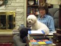 Bichon Buzz Bichon Buzz