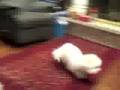 Bichon Buzz