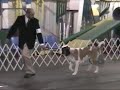 New England St. Bernard Club specialty PM Winners Dog New England St. Bernard Club specialty PM Winners Dog