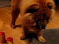 Chow Chow Joy Gambling