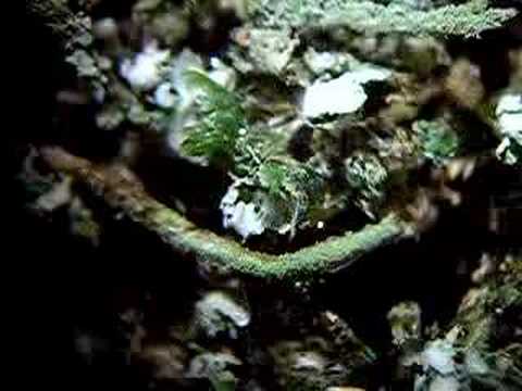 PCC Rock Creek Lichen Study - ...