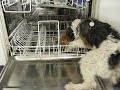 Funny Dog - Drôle de Chien
