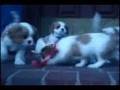 Cavalier King Charles Spaniel Puppy