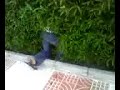 Operación mear Operación mear