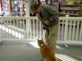 Allan Ross Dog Training • Chipper • Shiba Inu • 6yrs.