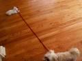 Chihuahua puppy takes a Maltese for a walk
