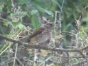 Rödstjärt (Phoenicurus phonenicurus) vid Säby strandäng Rödstjärt (Phoenicurus phonenicurus) vid Säby strandäng