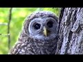 Click here to watch this video Baby owl learnes to fly as mother watches.