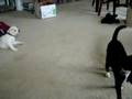 Clawless Cat vs Hyper Puppy