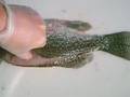 How2 filet a Hartwell Crappie