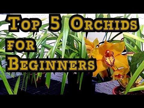 how to care of orchids