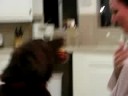 Janessa's dog trick!