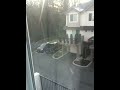 IMG_0347.MOV