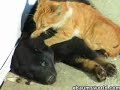 kitten and puppy