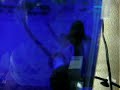青ベタさん - grown old？Blue Beta in methylene blue