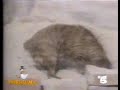 Video Divertenti - Paperissima Cani