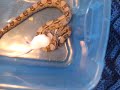 new boa eating #2