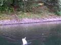 初めての水中撮影