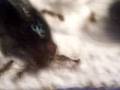 Tetramorium Caespitum Explosion des naissances !!!