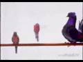 Cuida a tu pajarito