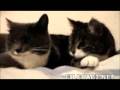 videos de Re: Cat Talking, Translation