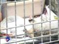 videos de ABANDONO ANIMALES